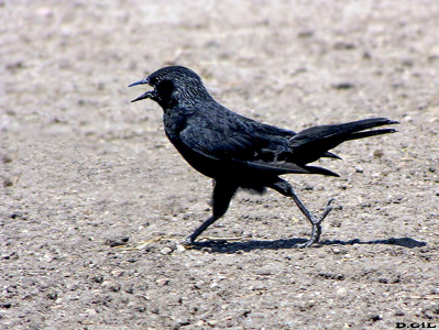 MIRLO CHARRÚA (Gnorimopsar chopi) - Sierra de los Caracoles-MALDONADO (Diciembre 2010)